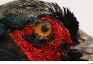 Pheasant  2 eye 0009.jpg